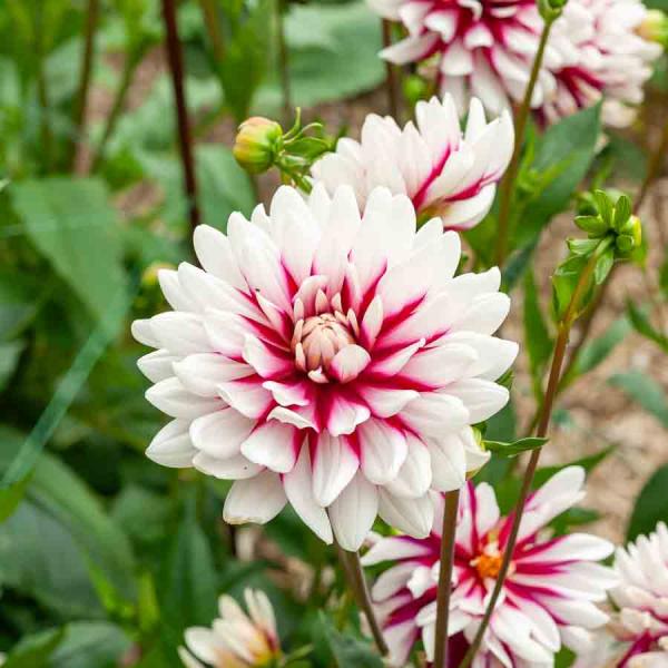 Bulbes à fleurs à planter au printemps - Dahlia Décoratif Rebecca's World (x1) - face recto